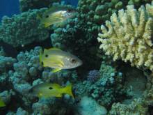 Club de plongée Holtzheim Subaquatiques Passions Holtzheim